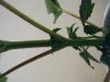 taller looking bagseed. possible male stem view.jpg