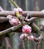 100_0196-Peach Buds.jpg