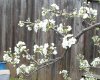 100_0202-Plum Blossoms.jpg