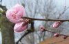 100_0215-Peach Blossoms.jpg