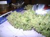 HoLE's Northern Lights times El Nino Skunk 179.jpg