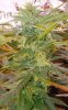 Godbud-4weeks-02.jpg