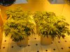 start week two flowering sativas 006.JPG