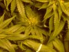 plants 005.jpg