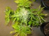MexIndica 002.jpg