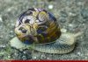 Graffiti-Snail-39548.jpg