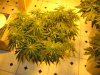 sativas start week three of twelve twelve 004.JPG