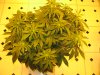 sativas start week three of twelve twelve 006.JPG