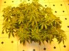 sativas start week three of twelve twelve 008.JPG