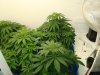 colins weed 052.jpg