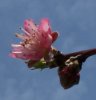 100_0227-Full Bloom.jpg