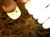 DSCF0183.JPG
