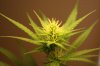 week3flower 007.jpg