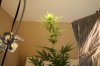 week3flower 021.jpg