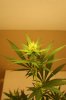 week3flower 024.jpg