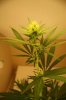 week3flower 027.jpg