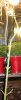 blueberry curved stem.jpg