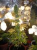 DSCN2283.jpg