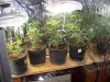 2010 grow #1 018.jpg