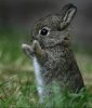 cute-little-bunny-rabbit1.jpg