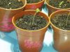 27.02.08 - four days since germination 002.jpg