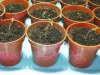 27.02.08 - four days since germination 003.jpg