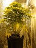 11 Weeks - 6 Days into 12-12 - White Widow - 2.JPG