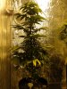 11 Weeks - 6 Days into 12-12 - Medi Bud - 2.JPG