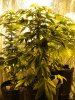 11 Weeks - 6 Days into 12-12 - Aurora Indica - 2.JPG