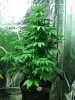 11 Weeks - Aurora Indica Mother.JPG