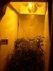 Grow Room 1.jpg