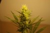 week4flower 002.jpg