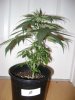 plant 0 7wks.JPG