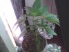 plant.JPG