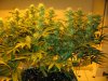 sativa dominant start of week five flowering 005.JPG