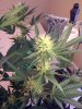 day32flower1.jpg