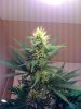 day32flower2.jpg