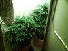weed-new-1.jpg
