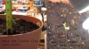 Herbology 050.jpg
