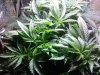 5_plant_SOG.jpg