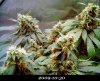 20091030 - Blue Hash.JPG