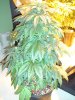 13 Weeks - 22 Days into 12-12 - Aurora Indica - 2.JPG