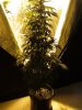 13 Weeks - 22 Days into 12-12 - Medi Bud - 1.JPG