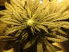 13 Weeks - 22 Days into 12-12 - Medi Bud - 3.JPG