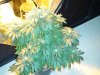 13 Weeks - 22 Days into 12-12 - White Widow - 1.JPG