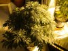 13 Weeks - 22 Days into 12-12 - White Widow - 3.JPG