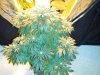 13 Weeks - 22 Days into 12-12 - White Widow - 4.JPG