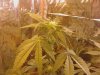 bagseed droop2.jpg