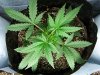 100_1594.jpg