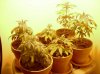 Bagseed.JPG